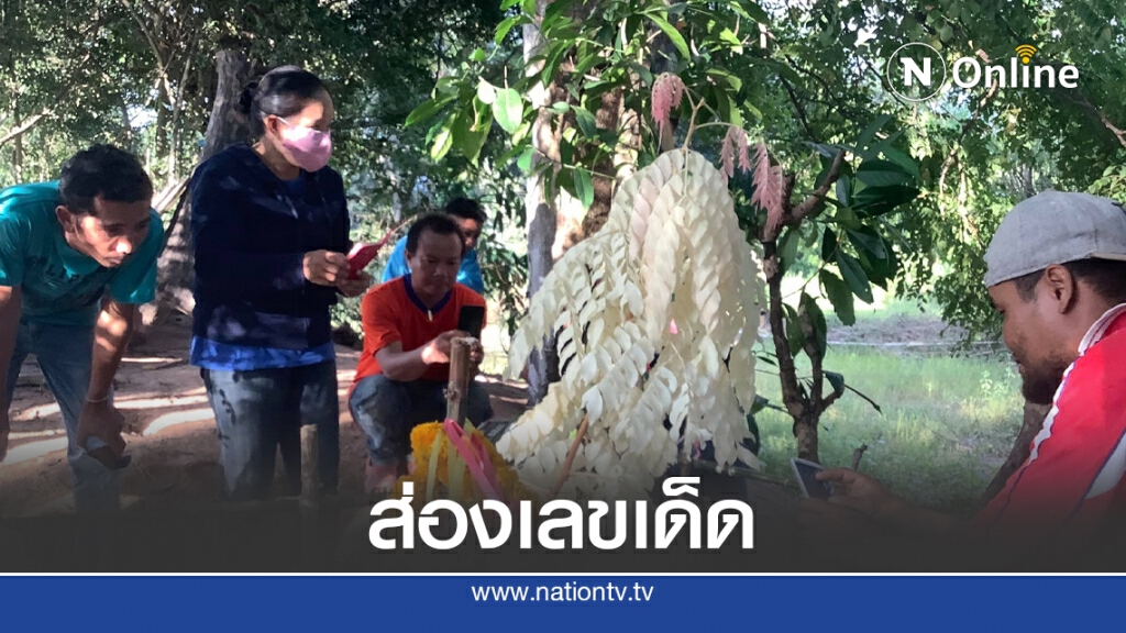 แห่ขอหวยต้นพันชาดออกใบสีขาวทอง แห่ขอหวยต้นพันชาดออกใบสีขาวทอง
