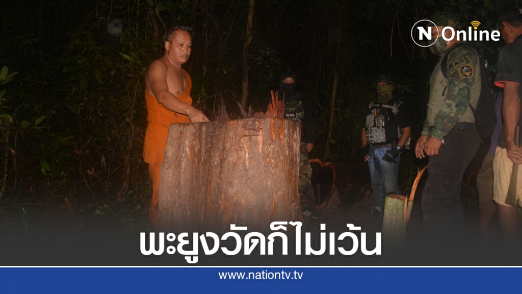 มอดไม้เหิมบุกตัดพะยูงอายุ 200 ปี ในวัด มอดไม้เหิมบุกตัดพะยูงอายุ 200 ปี ในวัด