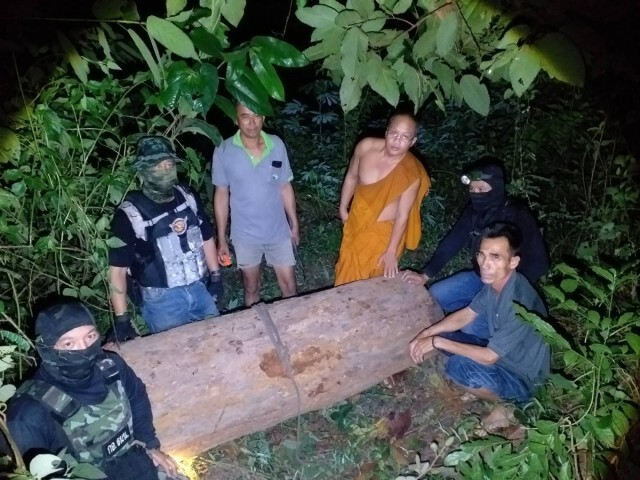มอดไม้เหิมบุกตัดพะยูงอายุ 200 ปี ในวัด