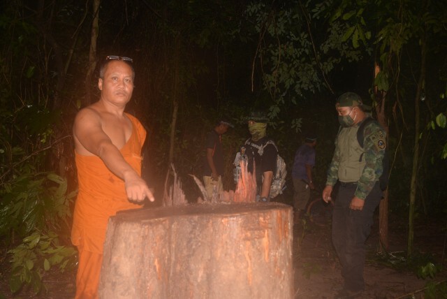 มอดไม้เหิมบุกตัดพะยูงอายุ 200 ปี ในวัด