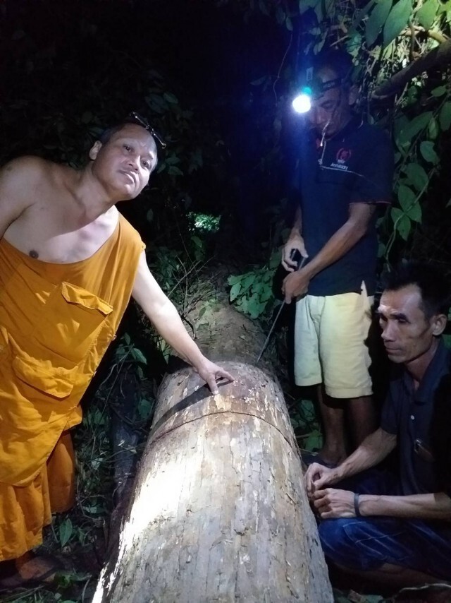 มอดไม้เหิมบุกตัดพะยูงอายุ 200 ปี ในวัด