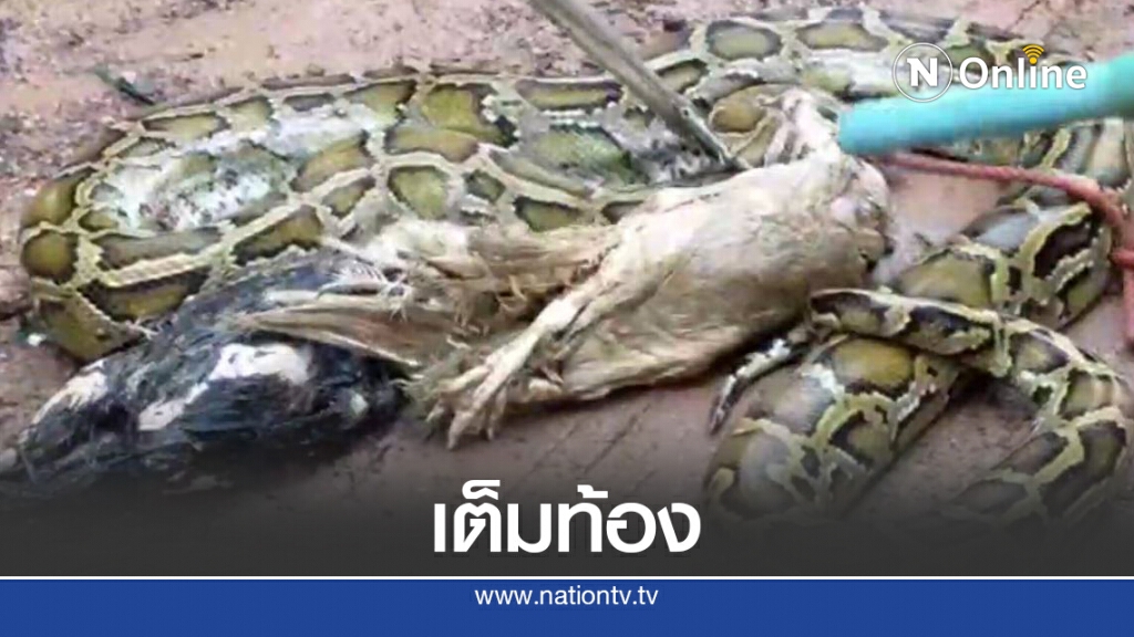 แม่เฒ่าตกใจเหลือม 3 เมตรลอบเขมือบเป็ดไก่ในเล้า แม่เฒ่าตกใจเหลือม 3 เมตรลอบเขมือบเป็ดไก่ในเล้า