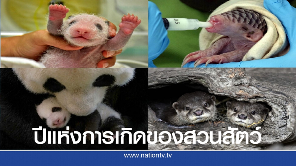 ปีแห่งการเกิดของสวนสัตว์ไทเป ปีแห่งการเกิดของสวนสัตว์ไทเป