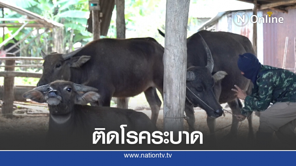 ควายติดโรคระบาด ตาย 50 ตัว คาดเป็นโรคที่มากับน้ำ ควายติดโรคระบาด ตาย 50 ตัว คาดเป็นโรคที่มากับน้ำ