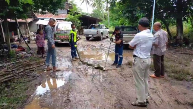แม่เฒ่าตกใจเหลือม 3 เมตรลอบเขมือบเป็ดไก่ในเล้า