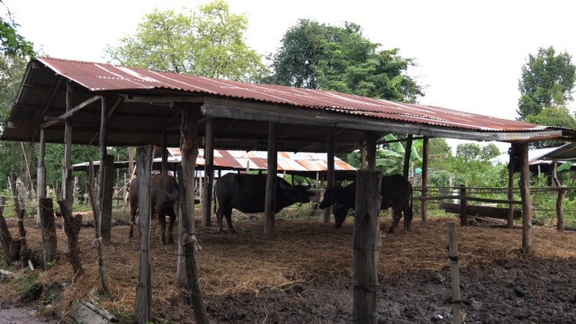 ควายติดโรคระบาด ตาย 50 ตัว คาดเป็นโรคที่มากับน้ำ