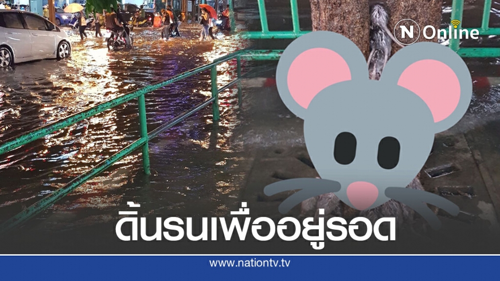 เปิดคลิปนาทีชีวิต ฝูงหนูปีนขึ้นต้นไม้ ฮึบ หนีน้ำท่วม กลัวจนตัวสั่น เปิดคลิปนาทีชีวิต ฝูงหนูปีนขึ้นต้นไม้ ฮึบ หนีน้ำท่วม กลัวจนตัวสั่น