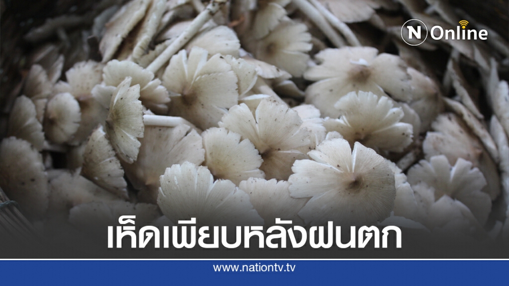 ชาวบ้านยิ้มร่า ฝนตกต่อเนื่องเห็ดโคนกระจายเต็มป่า ชาวบ้านยิ้มร่า ฝนตกต่อเนื่องเห็ดโคนกระจายเต็มป่า