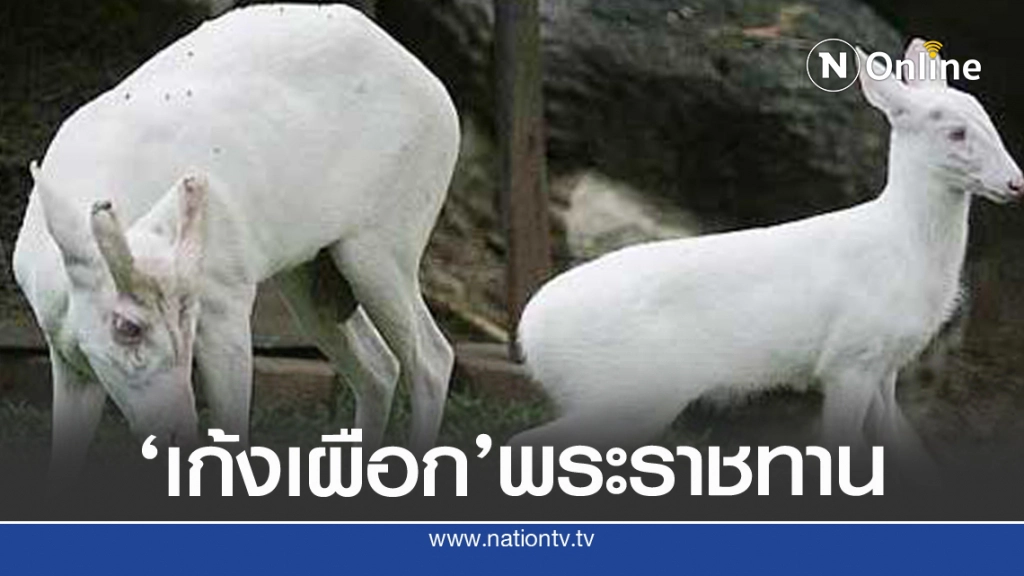 รู้จัก'เก้งเผือก'พระราชทาน