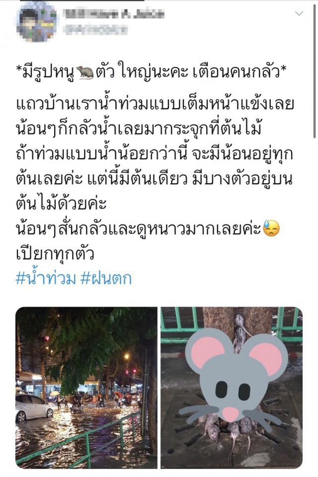 เปิดคลิปนาทีชีวิต ฝูงหนูปีนขึ้นต้นไม้ ฮึบ หนีน้ำท่วม กลัวจนตัวสั่น