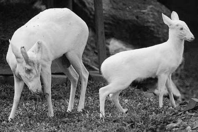 ส่องเวลา หาชนวนเหตุ "ความสูญเสีย องค์การสวนสัตว์"