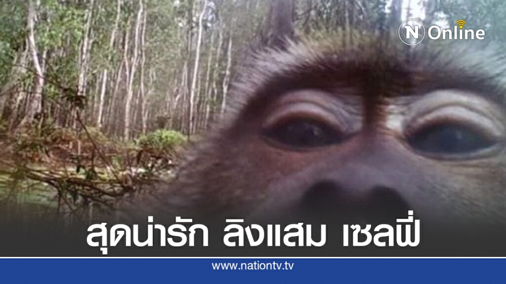 สุดน่ารัก ลิงแสม เซลฟี่ ผ่านกล้องดักถ่าย
