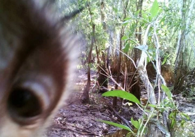 สุดน่ารัก ลิงแสม เซลฟี่ ผ่านกล้องดักถ่าย