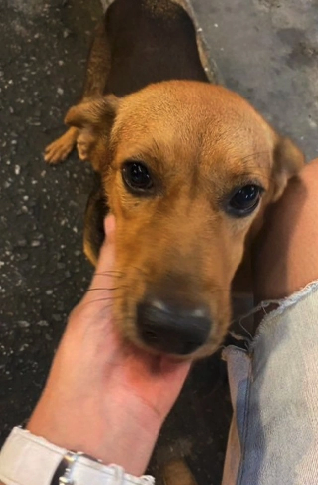 ชาวเน็ตแห่แชร์คลิป หนุ่มไปกินหมูกระทะ สร้างวีรกรรมสุดฮากับน้องหมาตัวนี้