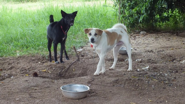 วอนหาบ้านใหม่ให้สุนัขจร หลังแบกรับไม่ไหว