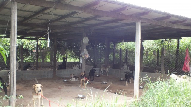 วอนหาบ้านใหม่ให้สุนัขจร หลังแบกรับไม่ไหว