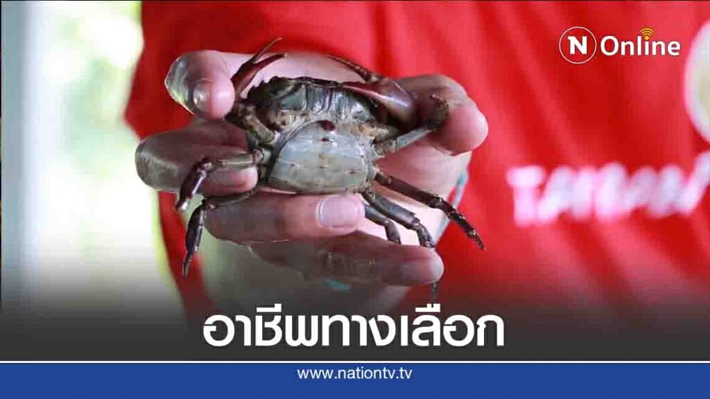 "เลี้ยงปูนา"อาชีพทางเลือก-ฝ่าวิกฤตโควิด