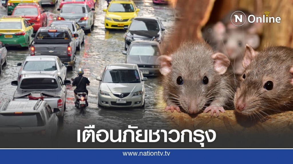 3 โรคที่มีหนูเป็นพาหะ ช่วงน้ำท่วมขัง