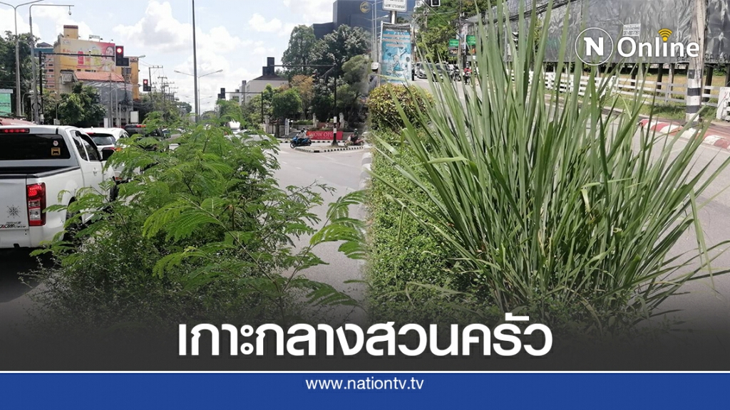 "กระถิน-ตะไคร้"ขึ้นสูงกลางแยกดังเชียงใหม่ "กระถิน-ตะไคร้"ขึ้นสูงกลางแยกดังเชียงใหม่