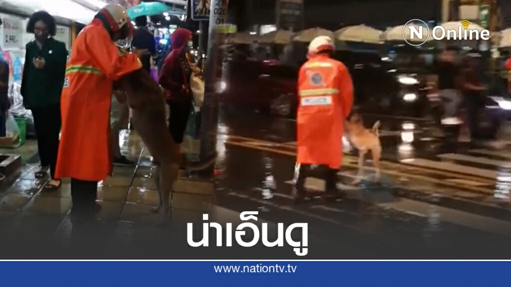 สุดน่ารัก ตำรวจพาน้องหมาข้ามถนนในวันฝนตก ดูแล้วยิ้มตาม สุดน่ารัก ตำรวจพาน้องหมาข้ามถนนในวันฝนตก ดูแล้วยิ้มตาม