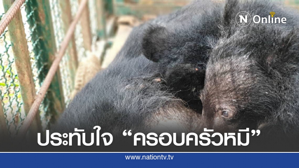 ภาพประทับใจยิงยาสลบ "ครอบครัวหมี" คืนป่า