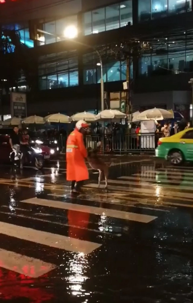 สุดน่ารัก ตำรวจพาน้องหมาข้ามถนนในวันฝนตก ดูแล้วยิ้มตาม
