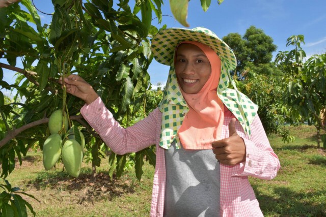 ปั้นแบรนด์ "D Fruit Farm" เพื่อส่งออก