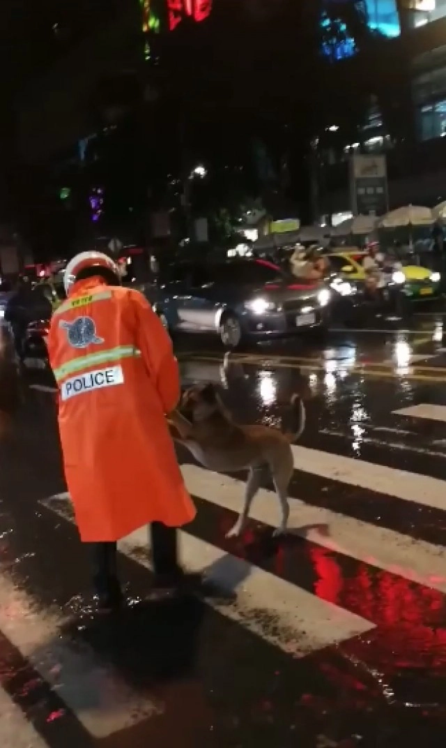 สุดน่ารัก ตำรวจพาน้องหมาข้ามถนนในวันฝนตก ดูแล้วยิ้มตาม