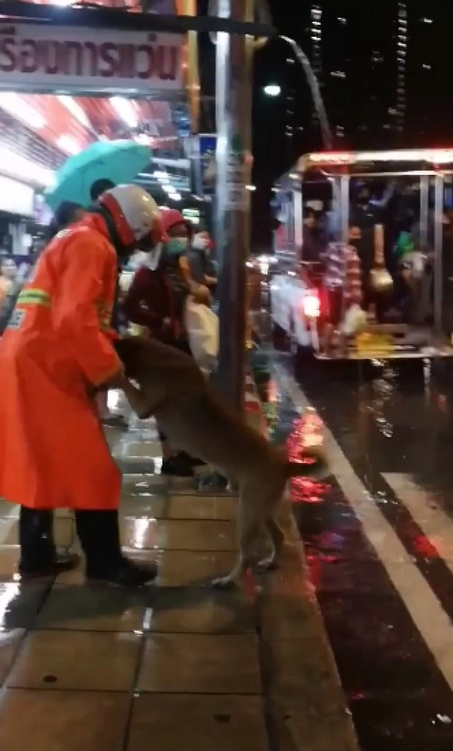 สุดน่ารัก ตำรวจพาน้องหมาข้ามถนนในวันฝนตก ดูแล้วยิ้มตาม