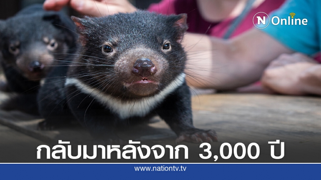 ทัสเมเนียนเดวิลกลับแผ่นดินใหญ่ออสเตรเลียครั้งแรกใน 3,000 ปี