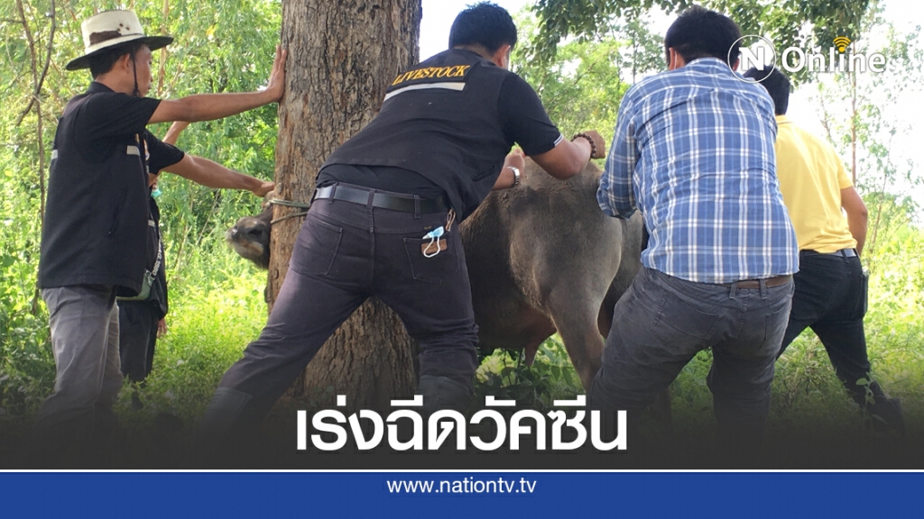 โรคคอบวมคร่าชีวิตโค-กระบือ ตายพุ่ง 63 ตัว