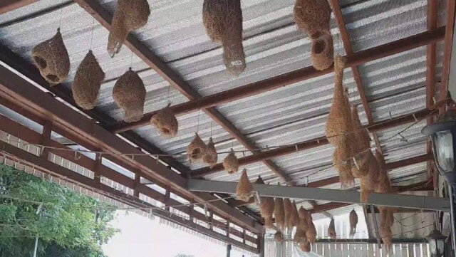 ไอเดียเก๋! ร้านลาบ นำ"รังนก"ประดับเรียกลูกค้า