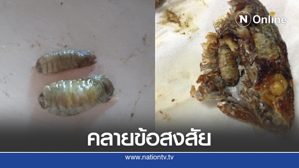 หมอแล็บแพนด้า ไขข้อข้องใจ สัตว์ประหลาดในปากปลาทูชวนขนลุก หมอแล็บแพนด้า ไขข้อข้องใจ สัตว์ประหลาดในปากปลาทูชวนขนลุก
