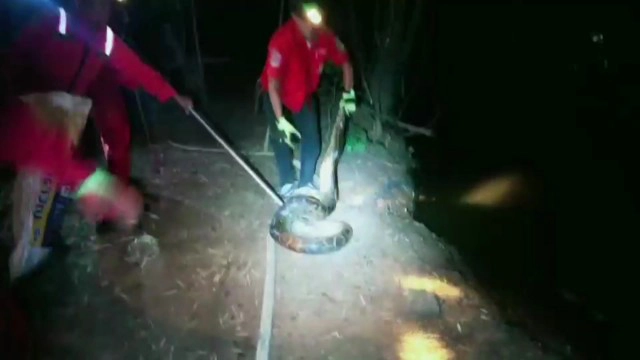 จับงูเหลือมกินเป็ดนอนอิ่มในเล้า