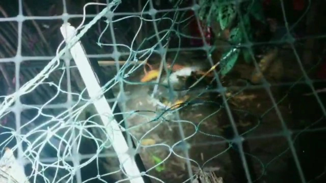 จับงูเหลือมกินเป็ดนอนอิ่มในเล้า