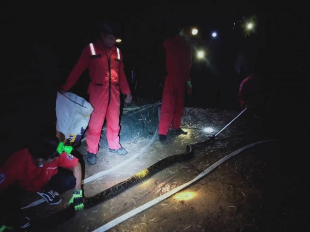 จับงูเหลือมกินเป็ดนอนอิ่มในเล้า