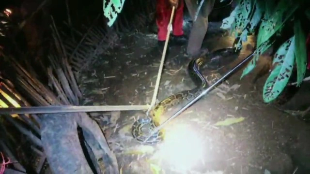 จับงูเหลือมกินเป็ดนอนอิ่มในเล้า