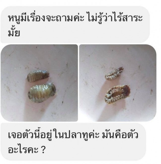 หมอแล็บแพนด้า ไขข้อข้องใจ สัตว์ประหลาดในปากปลาทูชวนขนลุก