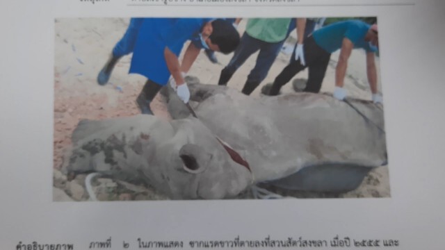 เตรียมสอบจนท.สวนสัตว์ เอี่ยว "นอแรด" หาย