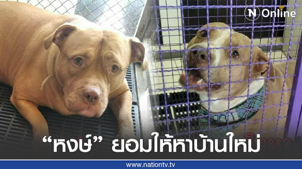 หงษ์เจ้าของพิตบูล 6 ตัว ยินยอมให้WDTช่วยหาบ้านใหม่ให้ลูกๆ หงษ์เจ้าของพิตบูล 6 ตัว ยินยอมให้WDTช่วยหาบ้านใหม่ให้ลูกๆ