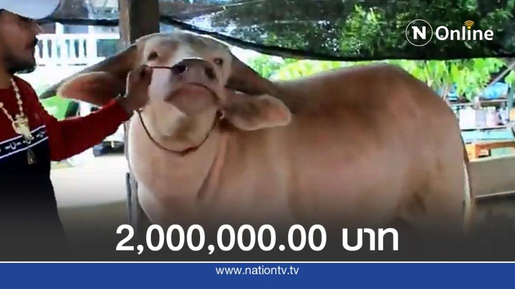 หนุ่มเมืองเพชรหอบเงินสด 2 ล้านบาทซื้อควายเผือก