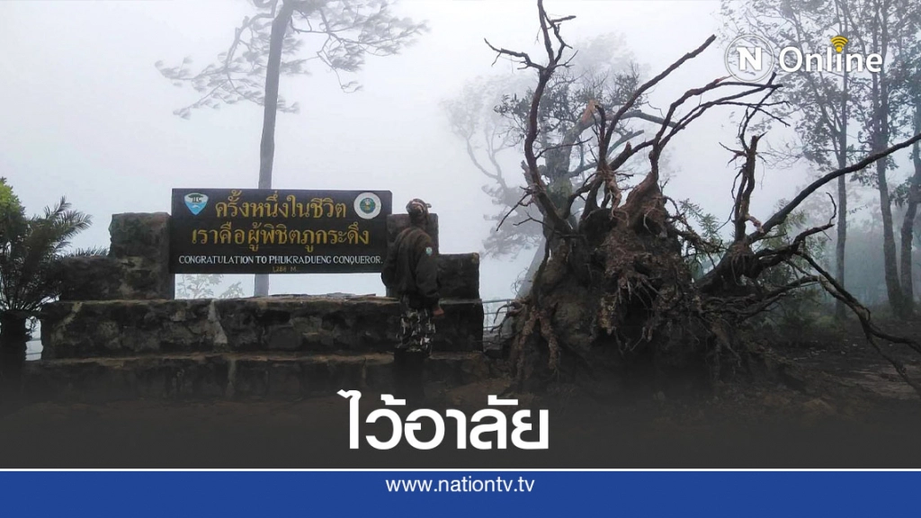 ต้นสนยักษ์ป้าย"ผู้พิชิตภูกระดึง"ล้มแล้ว ต้นสนยักษ์ป้าย"ผู้พิชิตภูกระดึง"ล้มแล้ว