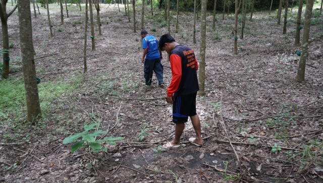 ชาวบ้านผวา พบเสือโผล่ป่าใกล้ชุมชน