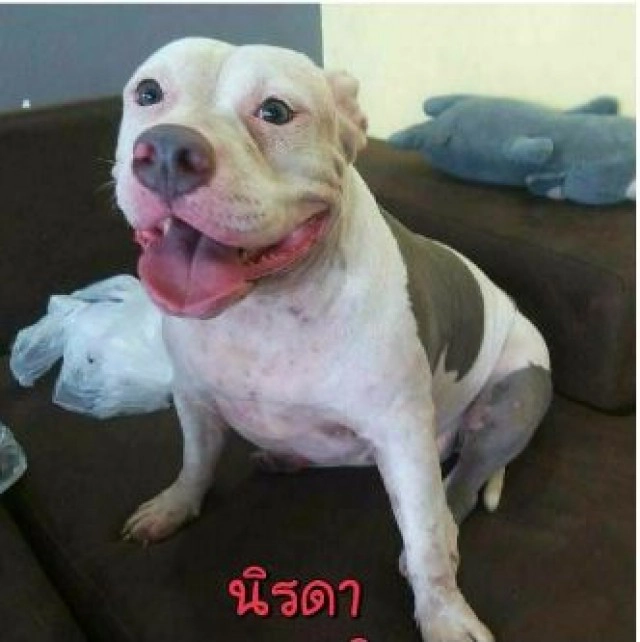 วอชด๊อกประกาศหาผู้อุปการะหลังเจ๊หงส์เทลูกทั้ง6ตัว