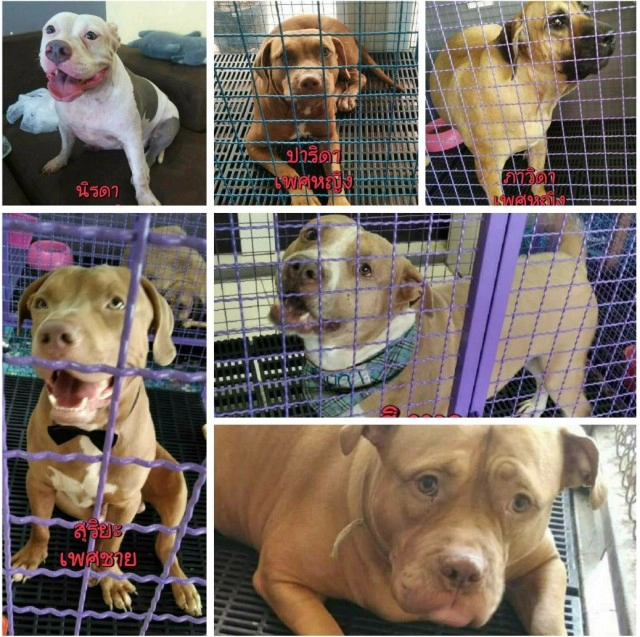 วอชด๊อกประกาศหาผู้อุปการะหลังเจ๊หงส์เทลูกทั้ง6ตัว