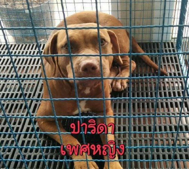 หงษ์เจ้าของพิตบูล 6 ตัว ยินยอมให้WDTช่วยหาบ้านใหม่ให้ลูกๆ