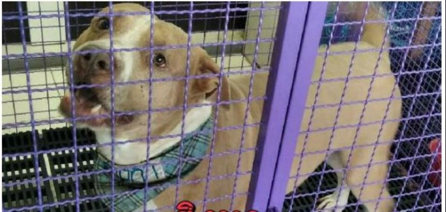 วอชด๊อกประกาศหาผู้อุปการะหลังเจ๊หงส์เทลูกทั้ง6ตัว