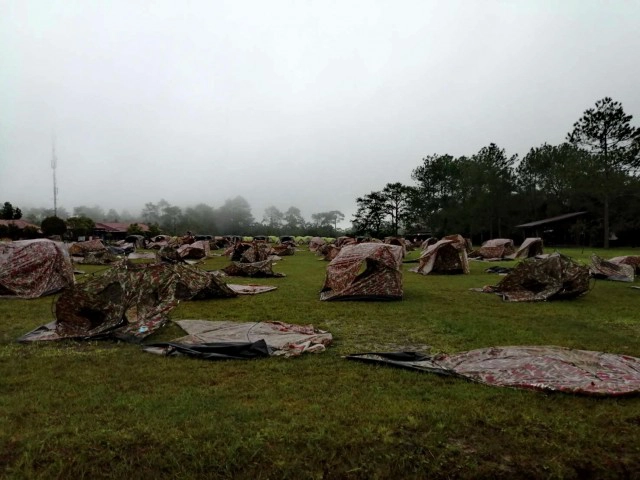 ต้นสนยักษ์ป้าย"ผู้พิชิตภูกระดึง"ล้มแล้ว