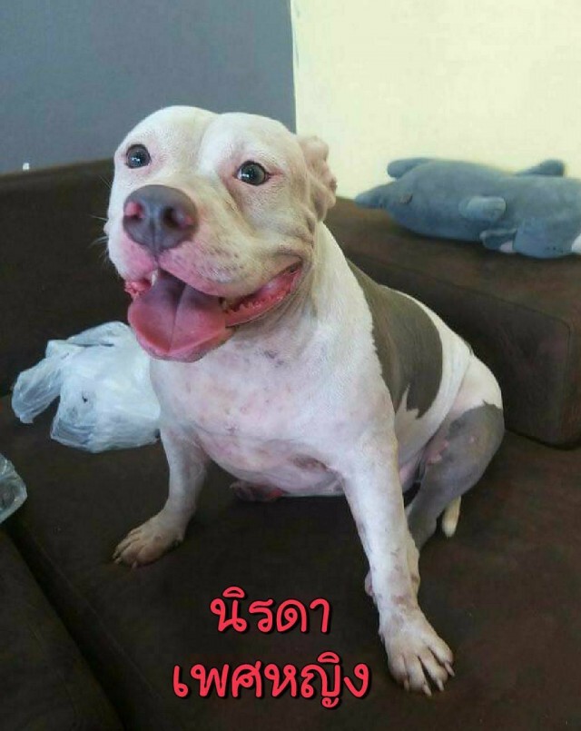 หงษ์เจ้าของพิตบูล 6 ตัว ยินยอมให้WDTช่วยหาบ้านใหม่ให้ลูกๆ