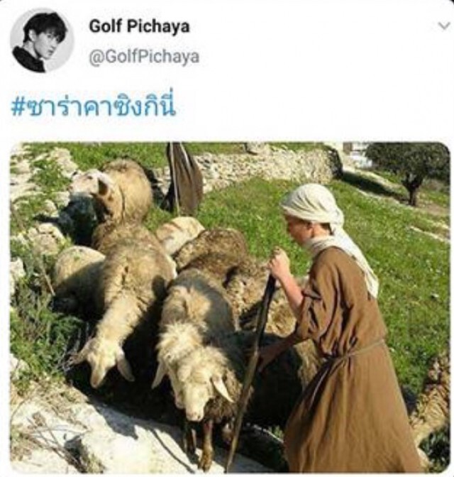 กอล์ฟ  ทวีตภาพเด็กเลี้ยงแกะ ติดแฮชแท็กซาร่าคาซิงกินี
